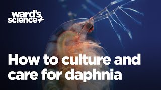 Caring and Culturing for Daphnia [upl. by Ahsehyt]