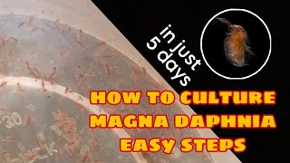 How to Culture Magna Daphnia Easily [upl. by Sardella]