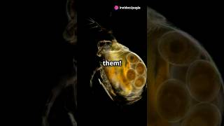 How to culture Daphnia for your Aquarium [upl. by Aimet]