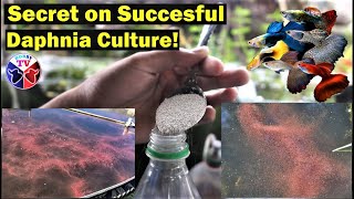 How to Culture Daphnia Successfully [upl. by Belak]