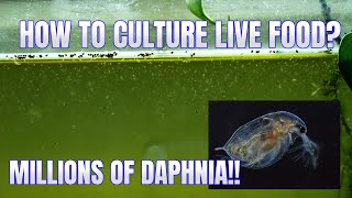 How to Culture Daphnia Secret Method to Breed MILLIONS  Simply Aquatic [upl. by Assenab]