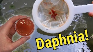 How I Culture Daphnia In Outdoor Tubs [upl. by Neelrac]