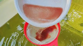 How to culture daphnia  Daphnia culture  How to grow daphnia outdoor [upl. by Teleya]