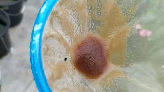 How to culture daphnia moina in a small container Part 1 English Subtitle [upl. by Elatan680]