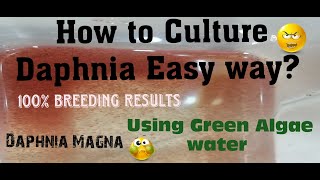 Daphnia MagnaHow to Culture Daphnia Easy wayCulturing Daphnia using Green water Daphnia [upl. by Ribal]