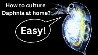 BEST Live Fish Food Beginner guide How to Culture Daphnia at home [upl. by Clarhe]