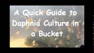 How to culture daphnia outside [upl. by Ime]