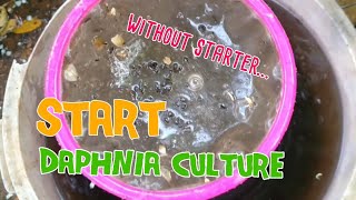 How to culture daphnia moina the easy way 1  Starting the Daphnia culture [upl. by Indys789]