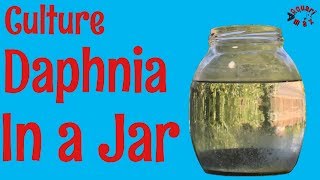 How to Culture Daphnia in a Jar [upl. by Adnohr]