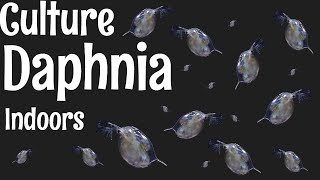 How to Culture Daphnia [upl. by Hakeem24]