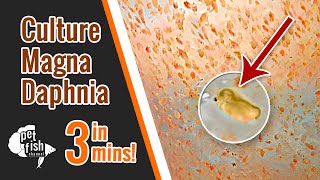 How to culture DAPHNIA MAGNA  The easy way [upl. by Fechter]