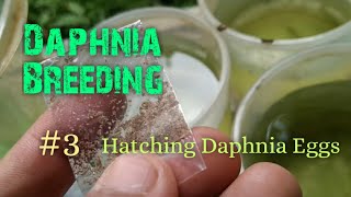 Daphnia Culture made simple and easy 3  Hatching Daphnia eggs [upl. by Gavini26]