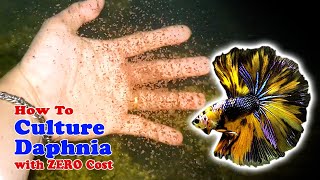 How to Culture Daphnia with ZERO Cost  Unlimited Live Food For Our Fish [upl. by Anotyal]