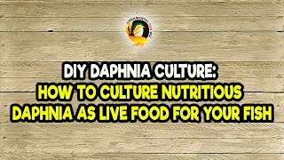 DIY Daphnia Culture How to Culture Nutritious Daphnia as Live Food for Your Fish [upl. by Gosselin203]