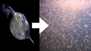 How I Culture Daphnia [upl. by Balkin]