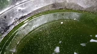 DAPHNIA MOINA CULTURE IN A SMALL BUCKET [upl. by Yllac]