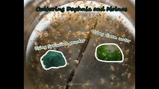 How To Culture Daphnia and Moinas using Green Water Spirulina powder [upl. by Zenobia]