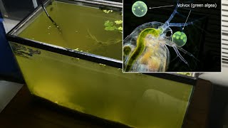 Raising Daphnia for the Freshwater Aquarium [upl. by Ehrenberg]