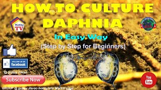 HOW TO CULTURE DAPHNIA In Easy Way [upl. by Eseer]